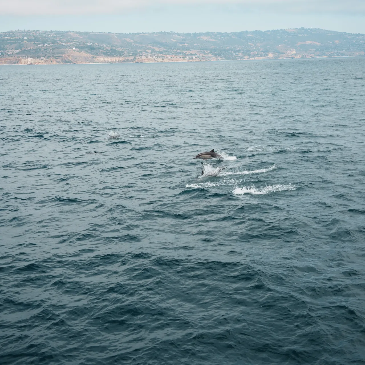 Dolphin Cruise