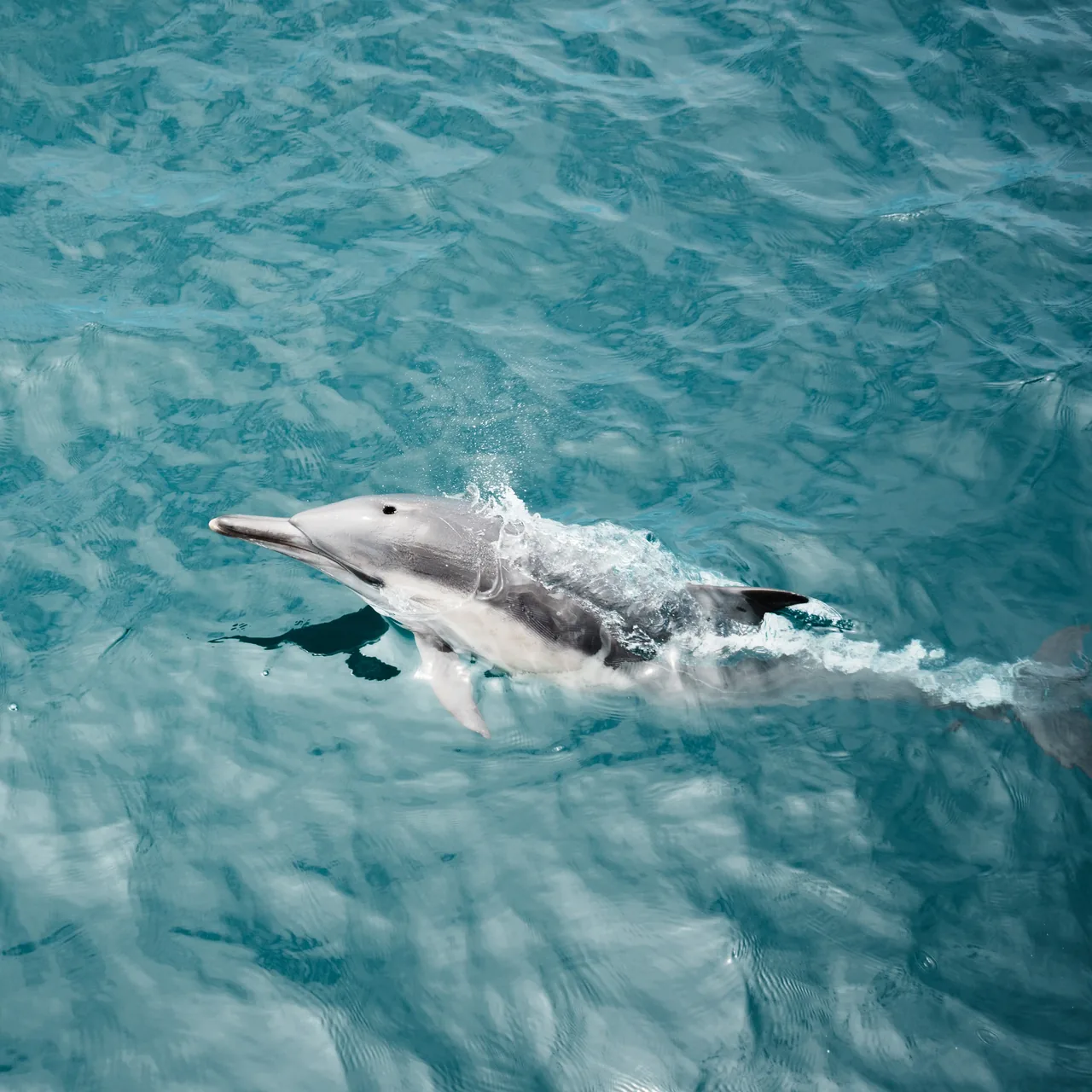 Dolphin Cruise