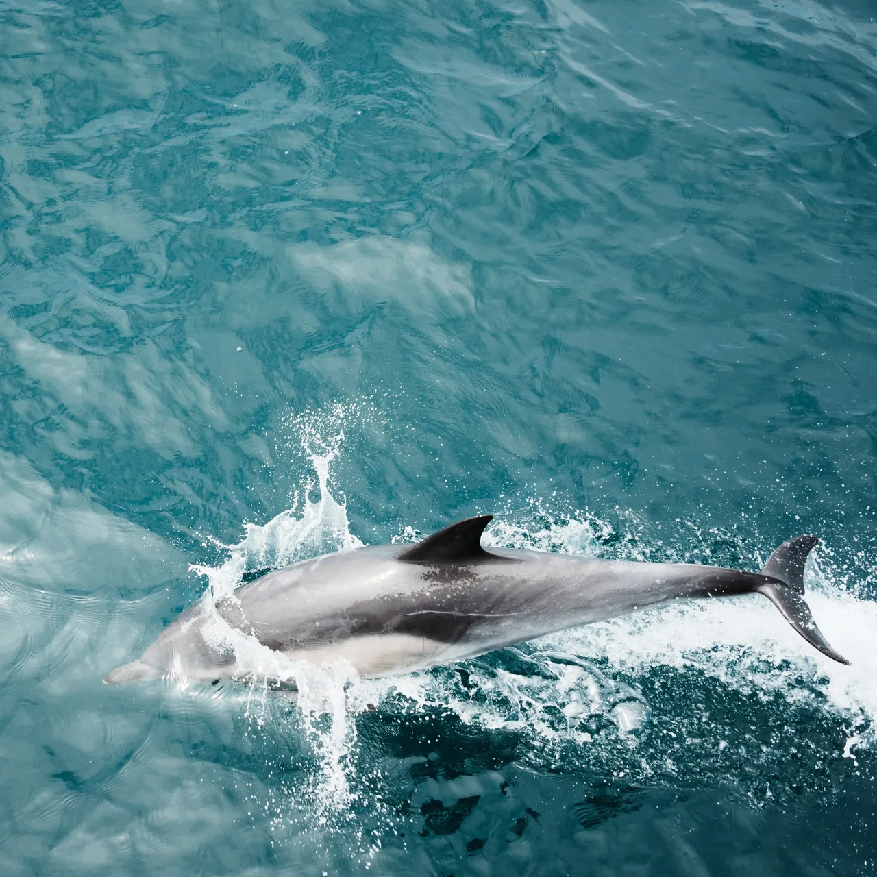 Dolphin Cruise