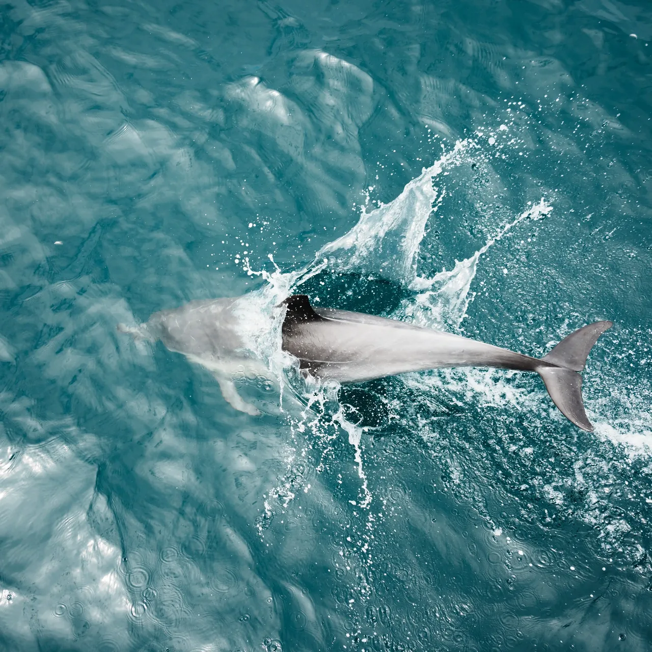 Dolphin Cruise