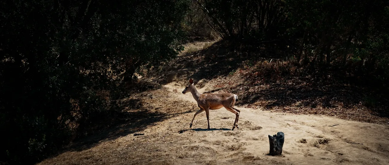 Hollywood deers